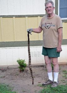 Snake at Rainbow's End