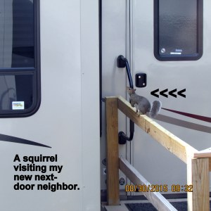 Squirrel on neighbor's porch