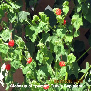 Parent Turk's Cap close up