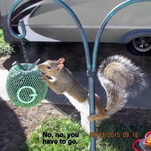 Squirrel on bird feeder