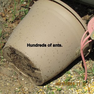 Hundreds of ants