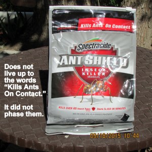 Ant control didn't control