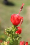 Turk's Cap