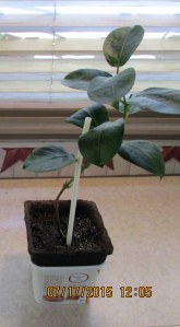 Mandevilla planted in cow pot