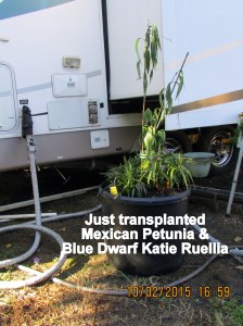 Transplanted Mexican Petunia