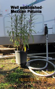 Well established Mexican Petunia
