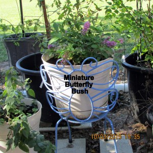 Miniature Butterfly Bush