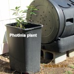 Photinia plant