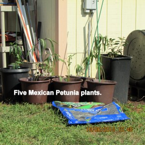 Five Mexican Petunia plants