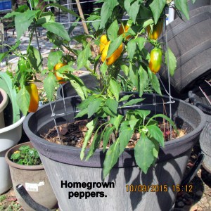 Homegrown peppers
