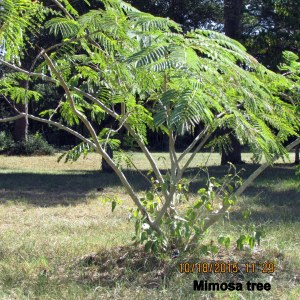 Mimosa tree