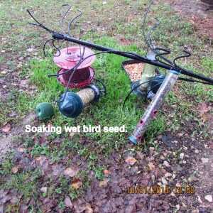Wet bird seed
