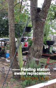 Feeding station leaning against the tree