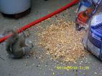 Squirrel and bird seed