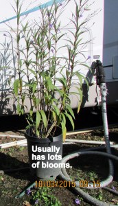 Mexican Petunia in former location