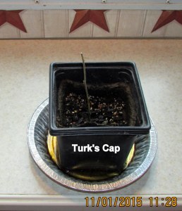 Turk's Cap barely alive