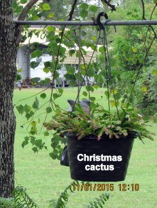 Christmas cactus