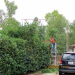 David cutting hedge (1)