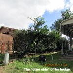 The other side of the hedge (1)