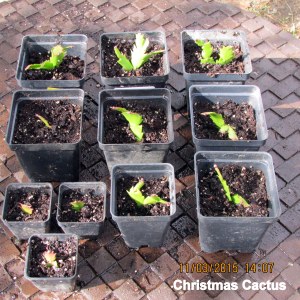 Many small containers of Christmas Cactus