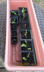 Christmas Cactus in one convenient place