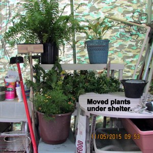 Moved a few into the shelter