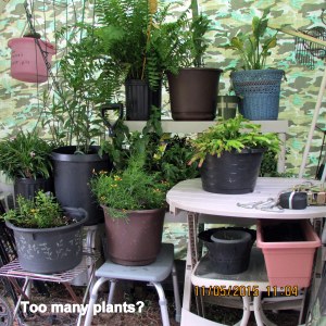 Over a dozen under cover