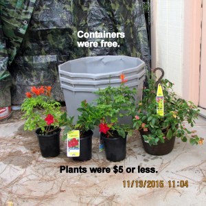 Close up of containers and plants