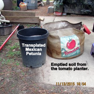 Emptied soil from tomato planter