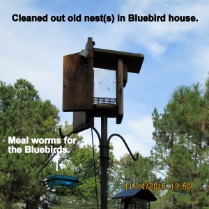 Washed Bluebird house