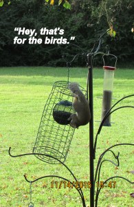 Hey that's for the birds