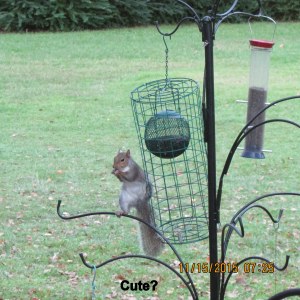 Squirrel on feeder