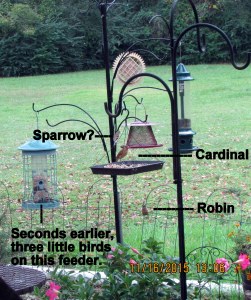 Birds on Feeding Station