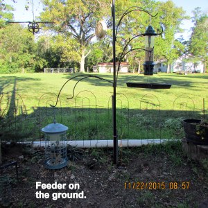 Feeder on the ground