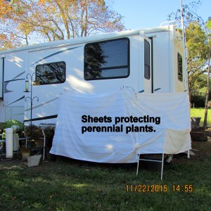 Sheets over perennials