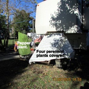 Four in front of trailer