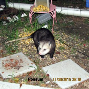 Possum