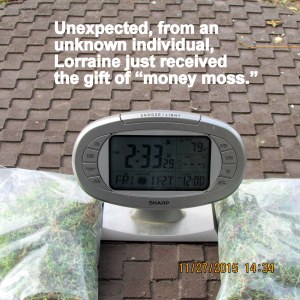 Just received money moss