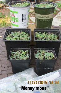Six containers of Money Moss