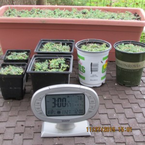 Time, temperature and Money Moss