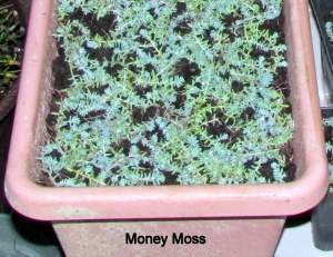 Money Moss close up