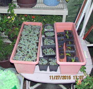 Money moss and Christmas Cactus