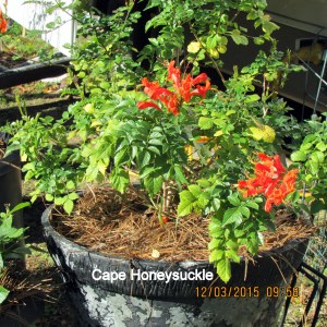 Cape Honeysuckle