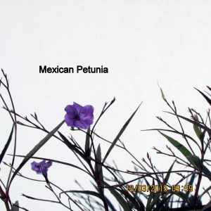 Mexican Petunia close up