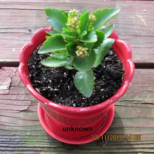 Unknown plant is pretty red pot