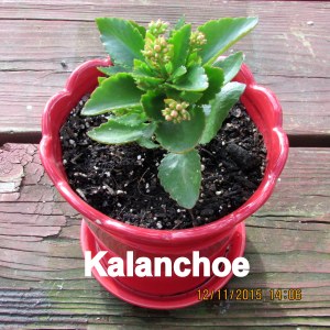 Kalanchoe plant