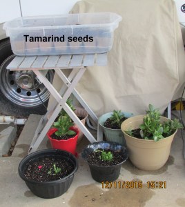 Tamarind seeds and unknown plant