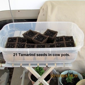 Tamarind seeds in cow pots