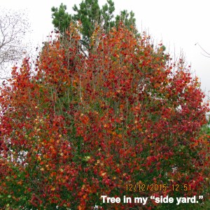 Tree in side yard (close up)