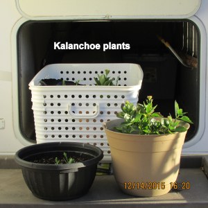Kalanchoe plants ready for basement